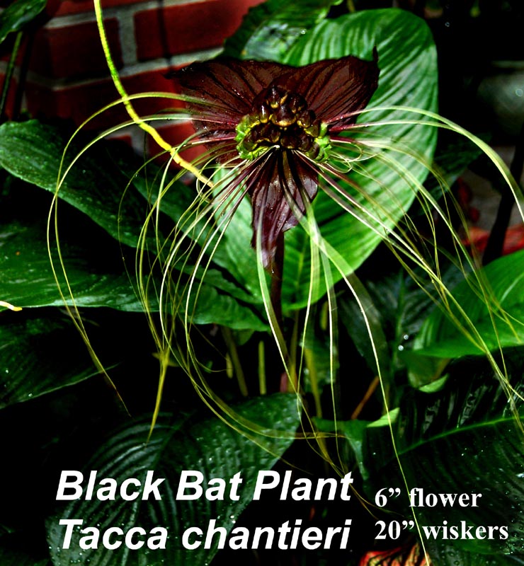 Black Bat 6"-pot Taca chantieri